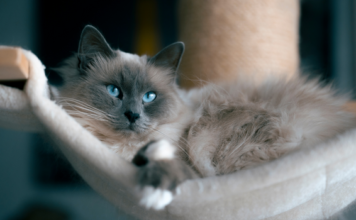 Take care of your cat by installing a cat hammock